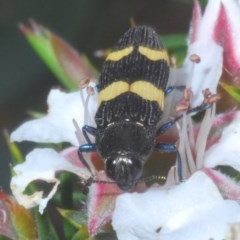 Castiarina bifasciata (Jewel beetle) at Tinderry, NSW - 21 Nov 2020 by Harrisi