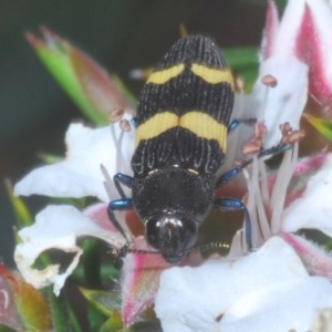 Castiarina bifasciata at Tinderry, NSW - 21 Nov 2020