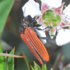 Castiarina nasuta (A jewel beetle) at Tinderry, NSW - 21 Nov 2020 by Harrisi