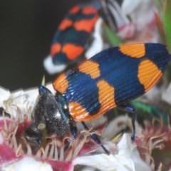 Castiarina thomsoni (A jewel beetle) at Tinderry, NSW - 21 Nov 2020 by Harrisi