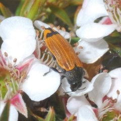Castiarina balteata (A jewel beetle) at Tinderry, NSW - 20 Nov 2020 by Harrisi