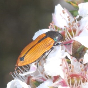 Castiarina subpura at Tinderry, NSW - 21 Nov 2020 05:05 AM