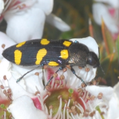 Castiarina inconspicua (A jewel beetle) at Tinderry, NSW - 21 Nov 2020 by Harrisi