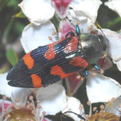 Castiarina helmsi (A jewel beetle) at Tinderry, NSW - 21 Nov 2020 by Harrisi