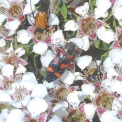 Castiarina helmsi at Tinderry, NSW - 21 Nov 2020