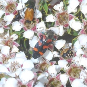 Castiarina helmsi at Tinderry, NSW - 21 Nov 2020