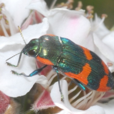 Castiarina supergrata (A jewel beetle) at Tinderry, NSW - 21 Nov 2020 by Harrisi