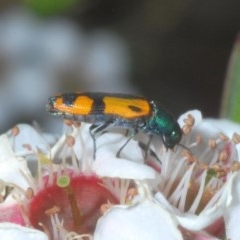 Castiarina flavopicta (Flavopicta jewel beetle) at Tinderry, NSW - 21 Nov 2020 by Harrisi