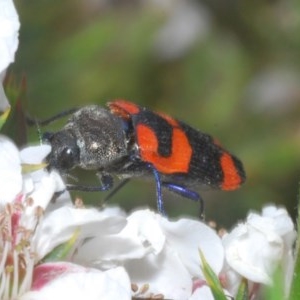 Castiarina kershawi at Tinderry, NSW - 21 Nov 2020