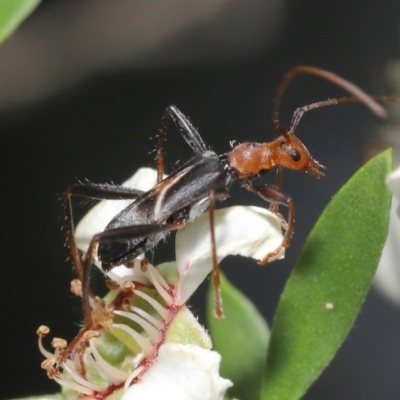 Zoedia divisa (Zoedia longhorn beetle) at Acton, ACT - 19 Nov 2020 by TimL