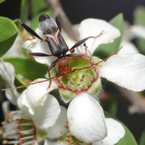 Zoedia divisa at Acton, ACT - 20 Nov 2020