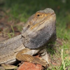 Pogona barbata (Eastern Bearded Dragon) at Acton, ACT - 19 Nov 2020 by TimL