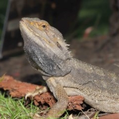 Pogona barbata at Acton, ACT - 20 Nov 2020