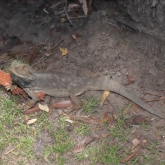 Pogona barbata at Acton, ACT - 20 Nov 2020