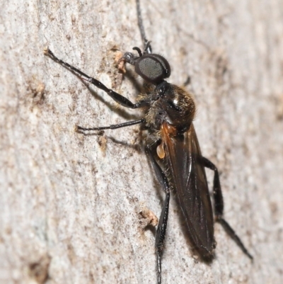 Bibio imitator (Garden maggot) at Acton, ACT - 19 Nov 2020 by TimL