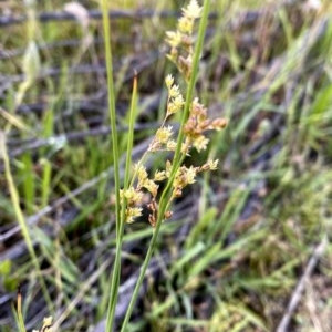 Juncus sp. at Jerrabomberra, NSW - 21 Nov 2020