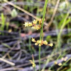 Juncus sp. at Jerrabomberra, NSW - 21 Nov 2020