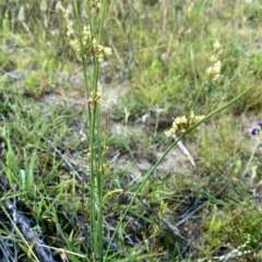 Juncus sp. at Jerrabomberra, NSW - 21 Nov 2020