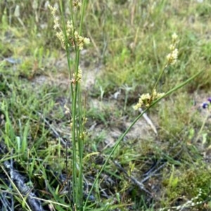 Juncus sp. at Jerrabomberra, NSW - 21 Nov 2020