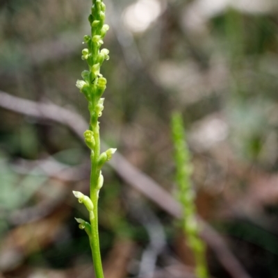 Microtis parviflora (Slender Onion Orchid) at Bundanoon - 20 Nov 2020 by Boobook38