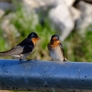 Hirundo neoxena at Melba, ACT - 21 Nov 2020