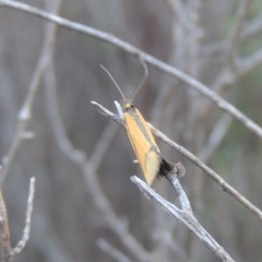 Philobota undescribed species near arabella (A concealer moth) at Conder, ACT - 20 Oct 2020 by MichaelBedingfield
