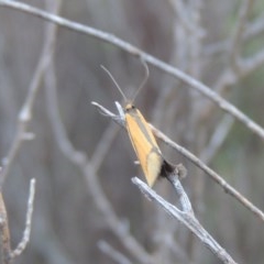 Philobota undescribed species near arabella (A concealer moth) at Conder, ACT - 19 Oct 2020 by michaelb