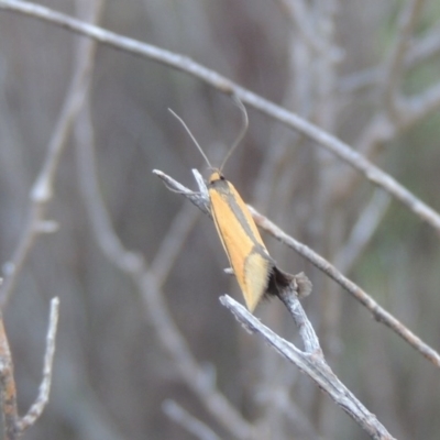 Philobota undescribed species near arabella (A concealer moth) at Conder, ACT - 20 Oct 2020 by MichaelBedingfield