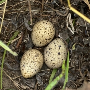 Coturnix pectoralis at Jerrabomberra, NSW - 21 Nov 2020