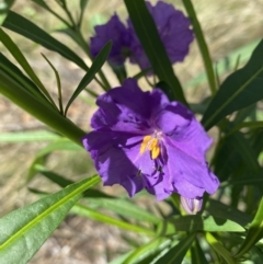 Solanum linearifolium (Kangaroo Apple) at Hughes, ACT - 14 Feb 2021 by KL