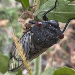 Psaltoda moerens (Redeye cicada) at Hughes, ACT - 21 Nov 2020 by KL
