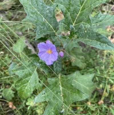 Solanum cinereum (Narrawa Burr) at Hughes, ACT - 21 Nov 2020 by KL