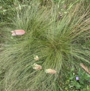 Nassella trichotoma at Hughes, ACT - 22 Nov 2020