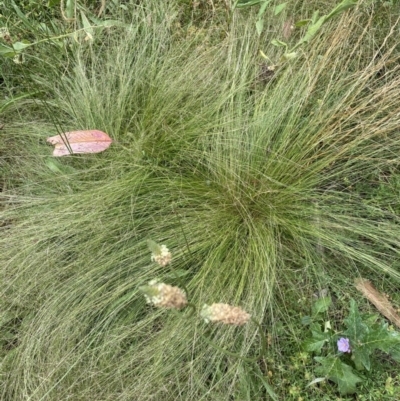 Nassella trichotoma (Serrated Tussock) at Hughes, ACT - 22 Nov 2020 by KL