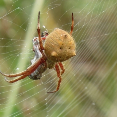 Socca pustulosa (Knobbled Orbweaver) at Coree, ACT - 21 Nov 2020 by SandraH