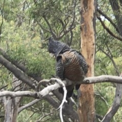 Callocephalon fimbriatum (Gang-gang Cockatoo) at Crace, ACT - 21 Nov 2020 by Jenny54