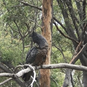 Callocephalon fimbriatum at Crace, ACT - suppressed