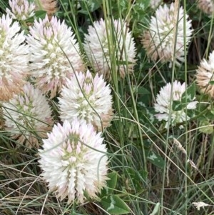 Trifolium repens at Crace, ACT - 21 Nov 2020