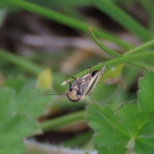 Philobota undescribed species near arabella at Yarralumla, ACT - 11 Oct 2020 03:34 AM