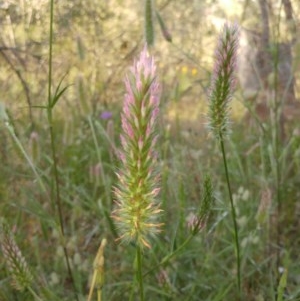 Trifolium angustifolium at Hawker, ACT - 20 Nov 2020