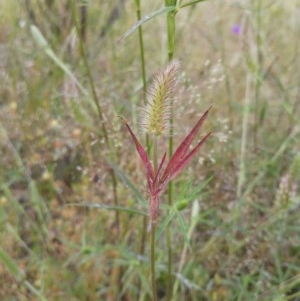 Trifolium angustifolium at Hawker, ACT - 20 Nov 2020