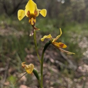 Diuris sulphurea at Currawang, NSW - 21 Nov 2020