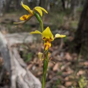 Diuris sulphurea at Currawang, NSW - 21 Nov 2020