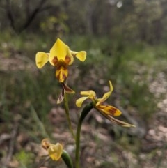 Diuris sulphurea at Currawang, NSW - 21 Nov 2020