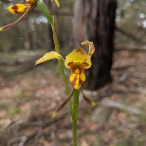 Diuris sulphurea at Currawang, NSW - 21 Nov 2020