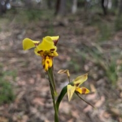 Diuris sulphurea at Currawang, NSW - 21 Nov 2020