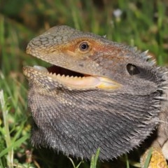 Pogona barbata (Eastern Bearded Dragon) at ANBG - 21 Nov 2020 by TimL