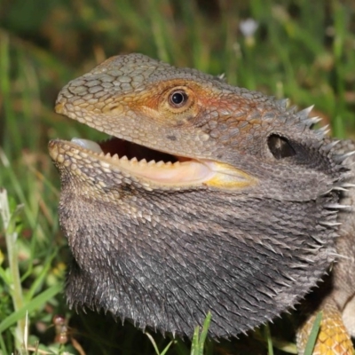 Pogona barbata (Eastern Bearded Dragon) at Acton, ACT - 21 Nov 2020 by TimL