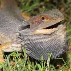 Pogona barbata at Acton, ACT - suppressed