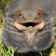 Pogona barbata at Acton, ACT - suppressed